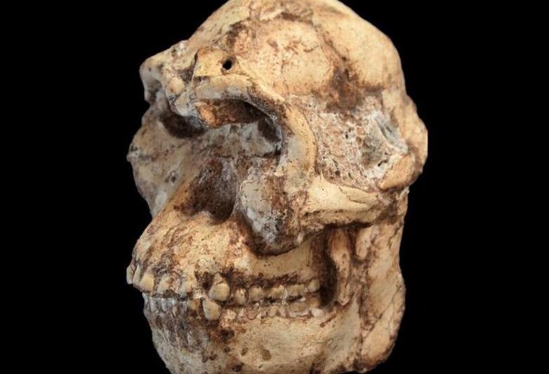 Craniul lui Picior Mic (Foto: Universitatea Witwatersrand), Foto:
